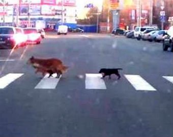 Собака, обучающая щенков переходить дорогу, стала интернет-звездой