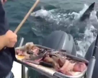 Рыбак прогнал огромную акулу шваброй