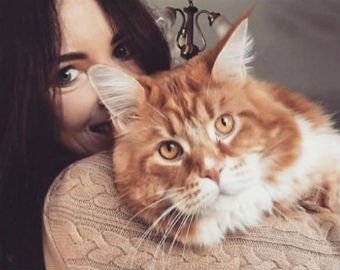 Самый большой в мире кот покорил соцсети