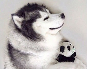 Интернет-пользователи нашли самую счастливую собаку на свете