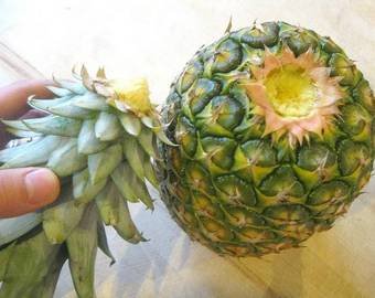 Забытый ананас приняли за арт-объект на выставке в Шотландии