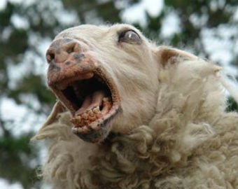 Ветеринары обнаружили в ухе овцы рот с зубами