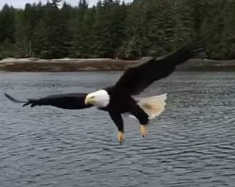 Орел украл улов у канадского рыбака