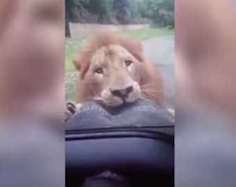 Лев в сафари-парке «полакомился» запаской с внедорожника туристов