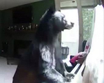 Медведь забрался в дом и сыграл на фортепиано
