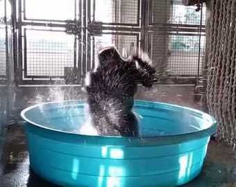 Танцующая горилла стала звездой интернета