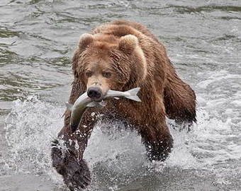 Рыбаки засняли на видео медведя, ворующего рыбу из сетей