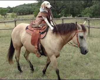 Лабрадор научился ездить верхом на лошади
