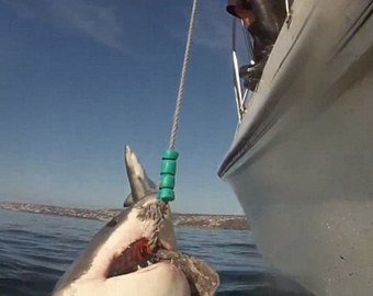 Трехметровая акула выпрыгнула из воды и съела окуня с крючка
