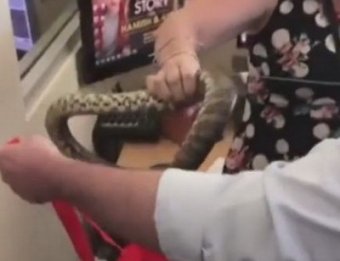 Журналисты голыми руками поймали змею, заползшую в редакцию