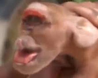 Поросенок-мутант с мордой шимпанзе взбудоражил интернет