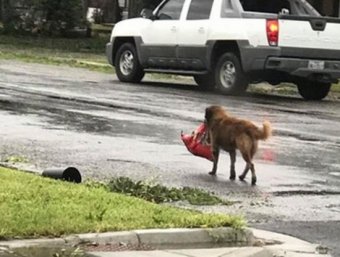 Пёс, спасающийся от урагана "Харви", стал героем Интернета
