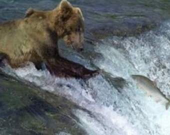 Охоту ленивого медведя засняли на видео