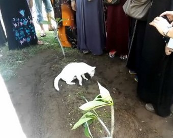 Видео с верным котом на могиле хозяина за сутки посмотрели 6 млн человек