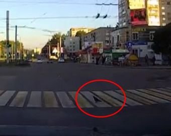 Голубя, переходившего дорогу по «зебре», сняли на видео