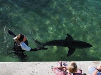В Австралии женщина поймала акулу голыми руками