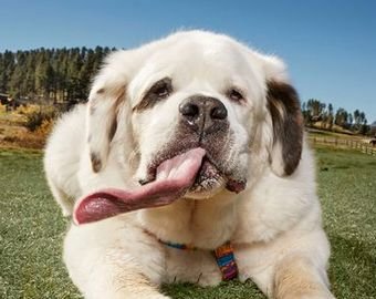В Книгу рекордов Гиннеса внесли собаку с "самым длинным в мире языком"