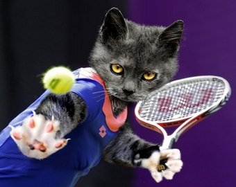 Теннисистка испугалась кошки и проиграла гейм на Кубке Кремля