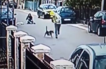 Бездомный пёс спас женщину от грабителя