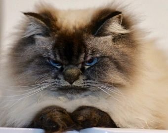 Самый сердитый кот в мире удивил интернет-пользователей