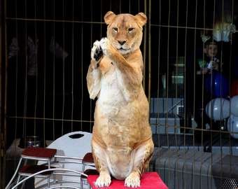 СМИ узнали причину ожирения львиц во владивостокском цирке