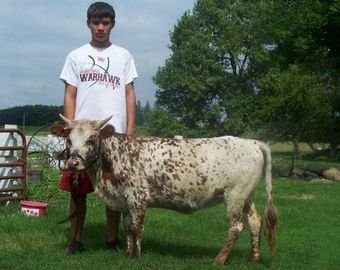 Фермер развел домашних коров величиной с собаку