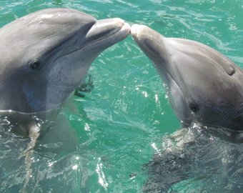 Громкое спаривание рыб приводит к глухоте дельфинов и морских котиков