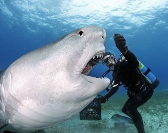 Белая акула пыталась откусить голову дайверу