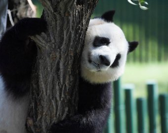 Панда устроила истерику из-за того, что застряла на дереве