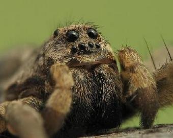 В Австралии на видео сняли линьку огромного паука