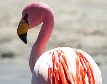 Фламинго дал отпор любительнице селфи
