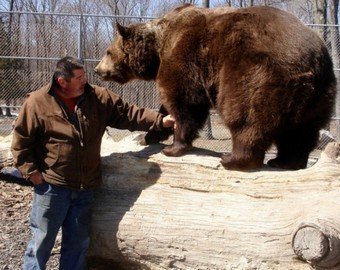 700-килограммовый медведь стал другом человеку