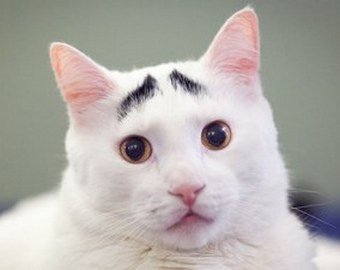 Составлен топ-10 самых необычных котиков интернета