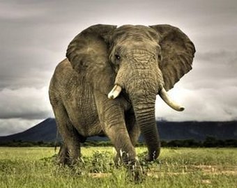 Учёные запечатлели на видео «курящую» слониху
