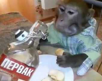 Видео с обезьяной, пьющей водку, стало вирусным