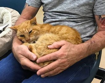Кот вернулся к хозяину спустя 14 лет после разлуки