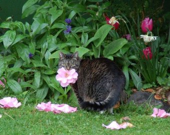 Кошка научилась дарить цветы своей хозяйке