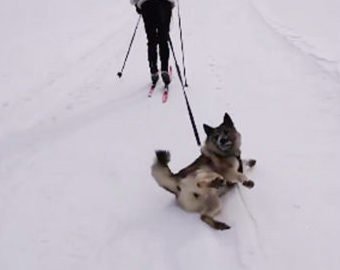 Видео с ленивым псом-лыжником стало вирусным