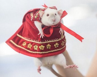 Декоративные крысы представят модную одежду в Казани