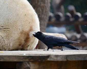 В китайском зоопарке ворона атаковала панду