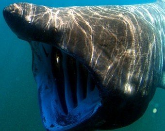 Самую большую акулу в мире засняли на видео в компании купальщиков