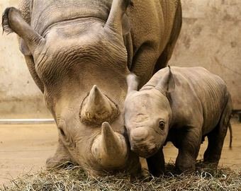 Бой детеныша носорога с лечащими его мать врачами попал на видео