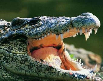 Видео из пасти крокодила попало в Сеть