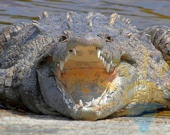 Пьяный прыгнул в бассейн с крокодилами и выжил