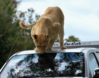 В национальном парке львица едва не вскрыла дверь автомобиля с туристами