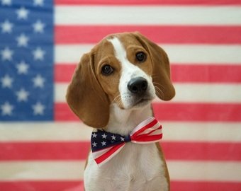 Американец прославился в Интернете «лучшим в мире фото» спасенного от усыпления пса