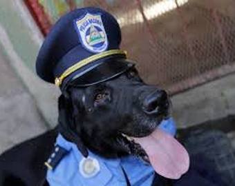 Полицейские научили собаку реанимировать человека