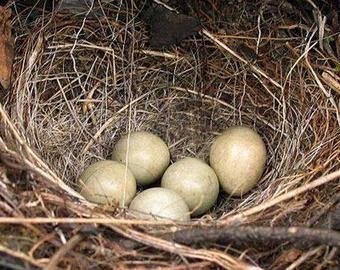 Птица свила гнездо под капотом автомобиля, пока водитель был в отпуске