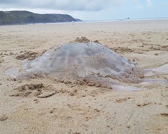 Британцев шокировала выброшенная на берег гигантская медуза