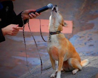 Ролик с перепевшей Бритни Спирс собакой покоряет соцсети